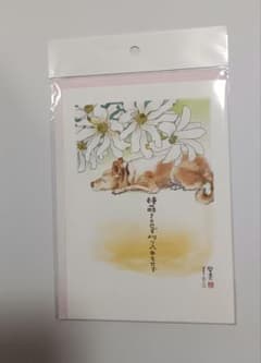 ポストカード 聖書 マタイによる福音書 犬のサムネイル
