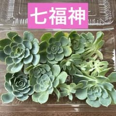 七福神 12株 エケベリア 多肉植物 詰め合わせ - メルカリ