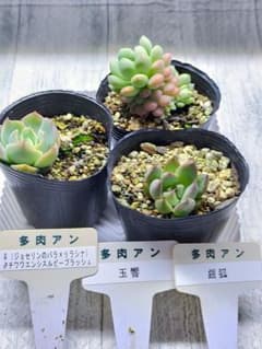 多肉アン　銀狐　玉響　ジョセリンのバラ×リラシナ×チワワエンシスルビーフラッシュのサムネイル