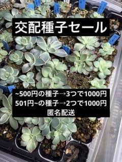 交配種子割引セール！500円未満3つで1000円のサムネイル