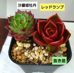 ①多肉植物エケベリア【沙羅姫牡丹】【レッドランプ】抜き苗 - メルカリ