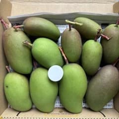 グリーン摘果マンゴー 箱込み約1.4kg - メルカリ