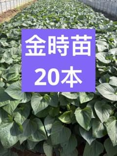 金時切り苗 20本 茨城県産 金時切り苗 20本 茨城県産 サツマイモ さつまいも苗 家庭農園 大口対応