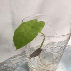 【無農薬　沖縄県産】クワズイモ　抜き苗　①-2のサムネイル