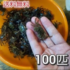 冷凍磯ガニ 100匹 ミックスサイズのサムネイル