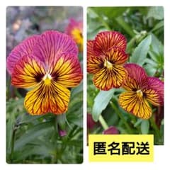 20 알갱이 + 알파 타이거 아이 스타일 비올라 씨앗 익명 배송