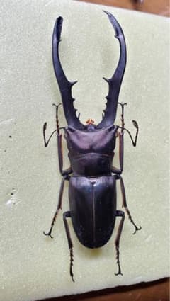 m67811142467_1.jpg?1682336963