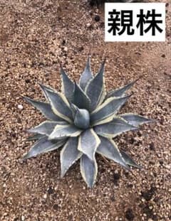 アガベ　パリーパリー　覆輪斑　斑入り　US株　希少株 アガベ パリーパリー 覆輪斑 斑入り US株 希少株 | Mercari