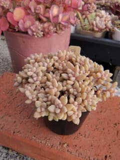 多肉植物　☆姫秋麗☆　6cmポット抜き苗のサムネイル