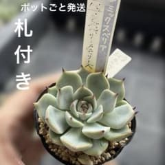 多肉植物 ミックスベリア ラズベリーメモリーズ札付きポットごと発送