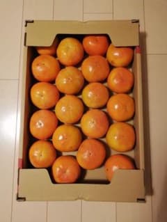 富有柿5kgのサムネイル