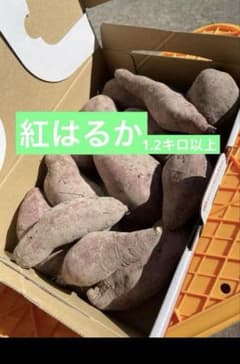 紅はるか　1.2キロ以上のサムネイル