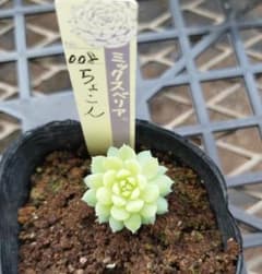 mu様 リクエスト 3点 まとめ商品 - メルカリ