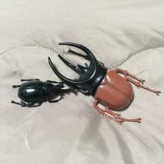 【送料無料】模型のアトラスオオカブトと、カブトムシのサムネイル