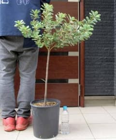 【現品】コーストバンクシア・セイラ　9号　９A番 現品】コーストバンクシア・セイラ 9号 9A番 - メルカリ