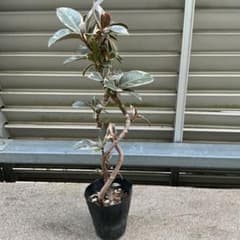 ティネケ ゴムの木 観葉植物 苗 おしゃれ 美品 限定のサムネイル