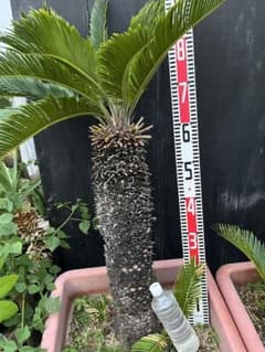 ソテツ 蘇轍 抜き苗株 約87cm 羽状の葉 - メルカリ