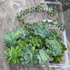 多肉植物 セットのサムネイル