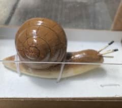 でんでん虫の置物です。のサムネイル