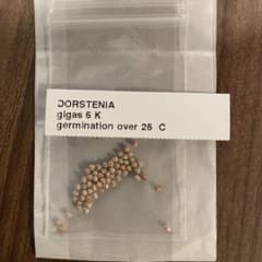 DORSTENIA gigas ドルステニア　ギガス　種子5粒のサムネイル