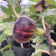 【とも様専用】Bordissot Negra Rimada BNR 挿木苗のサムネイル