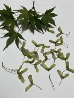 イロハモミジの種　100粒以上のサムネイル