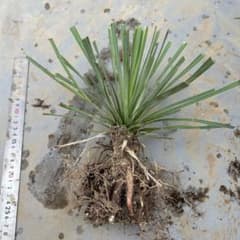 G*C様 ユッカ ロストラータ 抜き苗 根付き 現品 多肉植物 ドライ