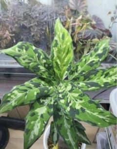 アグラオネマ　白玉のサムネイル