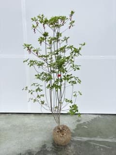良形の ベニドウダンツツジ 818 樹高1.2m位 紅灯台躑躅 ツツジ - メルカリ