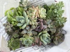多肉植物 寄せ植えセット（エケベリア） カット苗 抜き苗のサムネイル