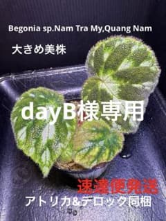 専用！Begonia sp.Nam Tra My,Quang Nam ベゴニア - メルカリ