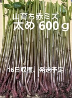 山育ち 天然赤ミズ 600ｇ 【16日収穫予定】③④のサムネイル