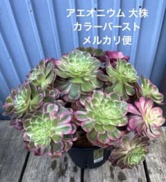 アエオニウム カラーバースト 抜き苗メルカリ便 - メルカリ