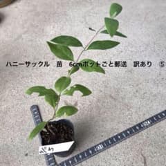 ハニーサックル　苗　6cmポットごと郵送　訳あり　⑤のサムネイル