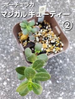 ポーチュラカ マジカルキューティー ②〔抜き苗〕のサムネイル