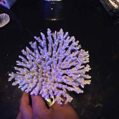 海水 サンゴ ミドリイシのサムネイル