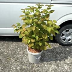 超メルカリ市祭 大手毬 オオデマリ - メルカリ