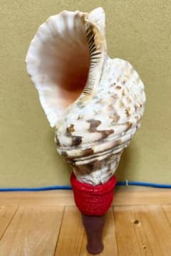 限定セール❗️最大級修験道法螺貝50㎝　肉厚　山伏ホラガイ　ほら貝 特大修験道法螺貝39㎝ 修験道法螺貝 山伏 熊よけ ホラガイ ほら貝