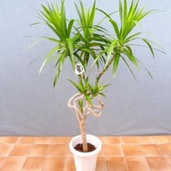 現品　ドナセナ　コンシンネ　ナビー　龍　曲がり　29　ドラセナナビー龍　観葉植物 現品 ドナセナ コンシンネ ナビー 龍 曲がり 28番 ドラセナ龍 観葉植物