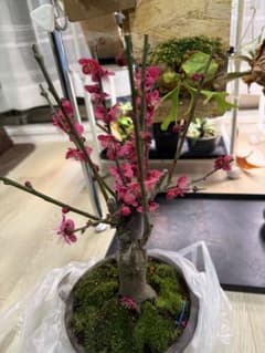 花梅　大盆　いまは花が散り、葉が芽吹いています 花梅 大盆 いまは花が散り、葉が芽吹いています - メルカリ