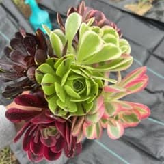 多肉植物。 法師錦6種抜き苗 - メルカリ