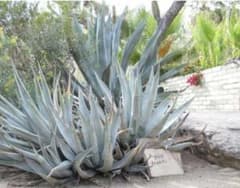 Agave deserti　アガベ・デザーティのサムネイル