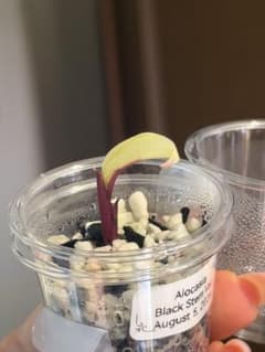 Alocasia Black Stem Variegated 子株のサムネイル
