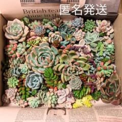 多肉植物 カット苗 詰め合わせ ② おまけ付きのサムネイル