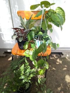 観葉植物 5種セット まとめ売り メルカリ便
