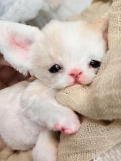 オメメ開いたよ♡生後2週間♡デボンレックス子猫ちゃん♡アートドール