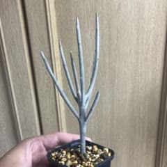 ユーフォルビア　アルブスクラ　挿木　発根済み　コーデックス　塊根植物 ユーフォルビア アルブスクラ 良型 挿木 発根済みコーデックス 塊根