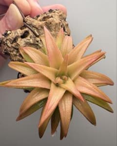 Tillandsia ionantha vanhyningii 'Jumbo'のサムネイル