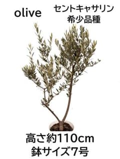 オリーブの木 セントキャサリン 7号 約110cm K-343 希少 現品掲載