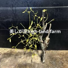 親樹木付きヤドリギ 可愛いレモンイエロー色の実‼️縁起物 幸せ運ぶ木